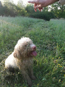 Just cannot stop finding Truffles!