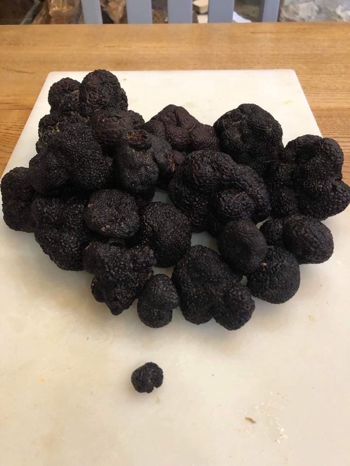 First day of our Truffle season