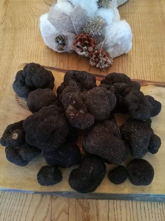 Harvested Truffles