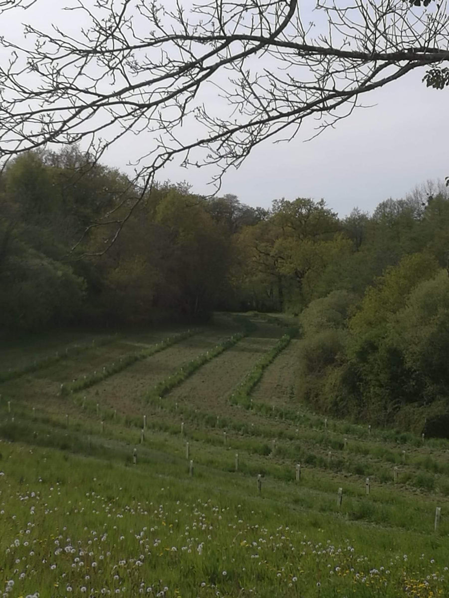 Alba Truffle Tree's French Truffle Tree