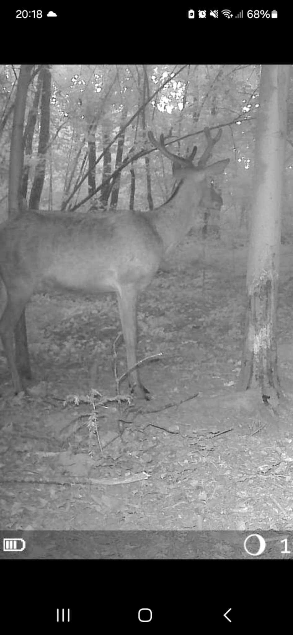 Night time visitors!