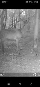 Night time visitors!