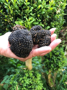 Trees with two types of Truffle